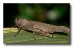 Locusta