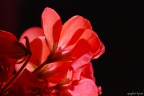 Geranium