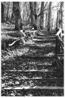 Autunno in BW