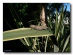 Locusta