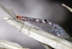Nikon D200, 105 micro, f/16, 1/250s, ISO-200, 2 flash SB-R200, mano libera