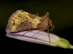 Nikon D200, 105 micro, f/20, 1/125s, ISO-200, 2 flash SB-R200, mano libera