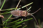 Camptopus_lateralis