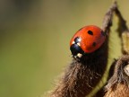 coccinella addormentata...
suggerimenti e critiche sempre ben accetti.
oly e300 + 35mm macro oly