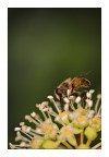 desdemona