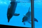 delfini