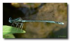 libellula