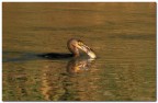Cormorano