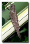 Locusta 2