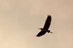 silouette di un airone