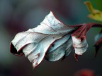 agonia autunnale