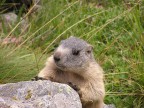 Marmotta curiosa