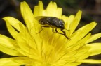 musca golosonas