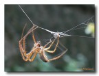 Spider al lavoro