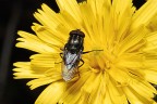 musca golosonas #2