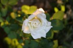 critiche, commenti e consigli sono ovviamente ben accetti.

mi sono voluto cimentare in un close up improbabile avendo visto una rosa con sotto un faretto... ma non avevo cavalletto.