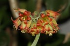 fiore