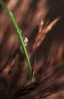 macromossa