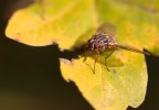 Macro autunnale, la povera mosca era talmente infreddolita che se ne  stata l, buona buona a farsi fotografare.