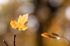 Autunno