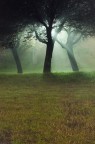 Entit di luce che nelle notti di nebbia si nascondono tra gli alberi