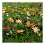 Autunno - le foglie