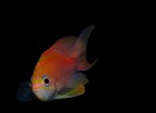Monachina rossa