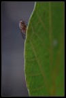 mosca