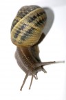 Lumachina