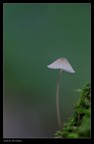 Fungo_1