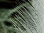 Delicate