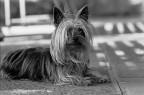 Lulu, Maggio 2004
Nikon F3, Nikkor 135mm AI, 1/125@f3.5. Ilford FP4 Plus 125