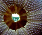Binocoli stralunati