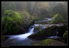 Nel bosco_2