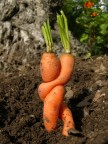 Amanti vegetali