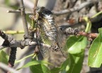 cicala