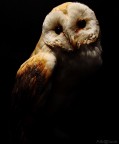 Rapace Notturno