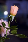 rosa by night