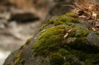 Particolare d' autunno