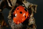 Ecco una coccinella sorpresa nell'intimit o meglio nell'umidit