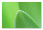 Verde su verde