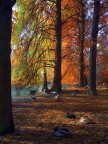 Pace, Luce, e Colori