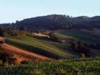 Amate colline