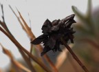 volevo esser un fiore volevo esser un fiore