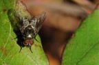 Musca domestica