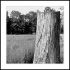 Torino, Parco Della Mandria - Maggio 2004
Nikon F3HP, Nikkor 50mm AI, Ilford FP4 Plus 125. 1/1000@f/4. Su tripod Manfrotto.