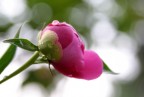 CANON EOS 10D
1/125 sec
F/5,6
135mm
ISO-200

Suggerimenti e critiche sempre ben accetti!