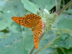 Una farfalla...

una delle poche foto tipo macro che ho fatto...
Non sono un appassionato di macro ma questa mi piace...
Che ne dite?
Considerate che  stata fatta non con la mia fedele Fuji s5600 ma con una vecchia fuji zoom4800...
