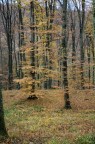 autunno 2