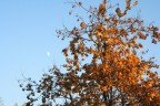 Autunno a Milano